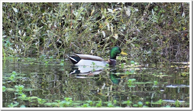 mallard