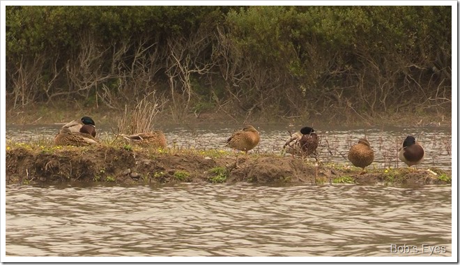 mallards