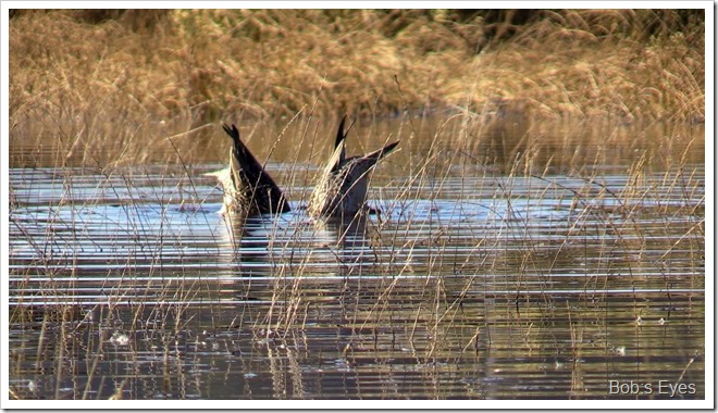 mallards