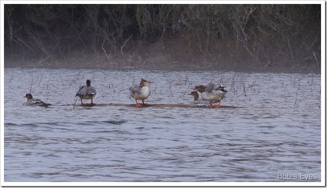 mergansers2