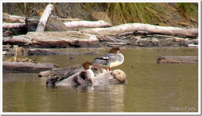 mergansers