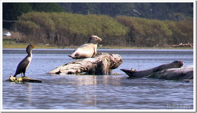 seals