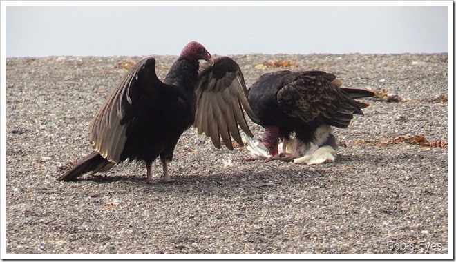 vultures