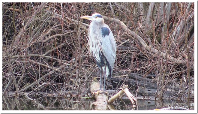 blueheron