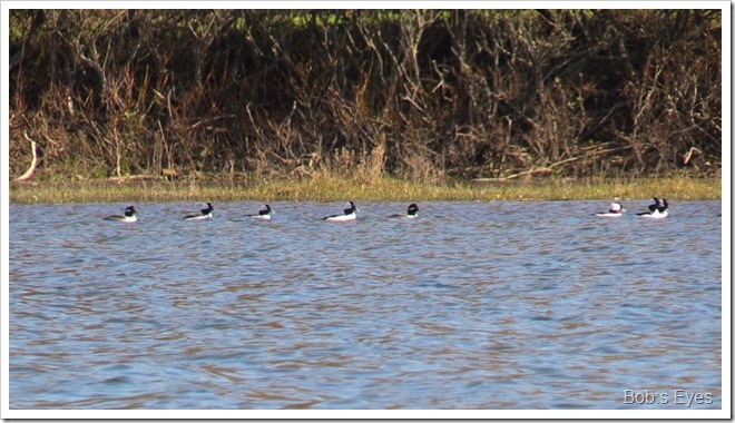 buffleheads