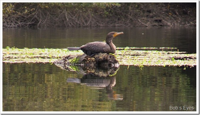 cormorant