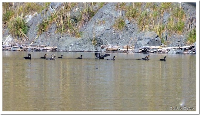 cormorants