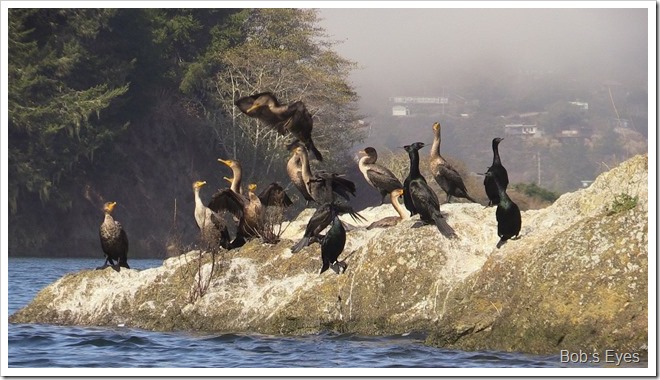 cormorants
