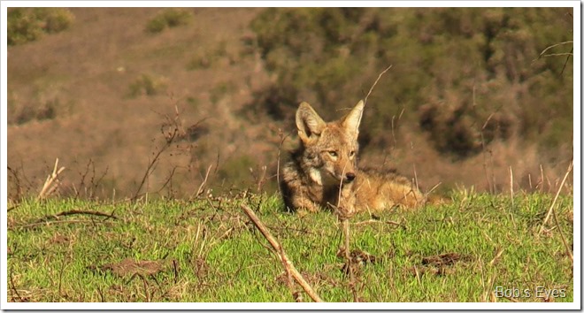 coyote