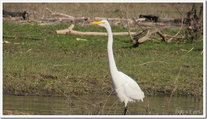 egret