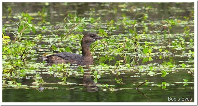 grebe