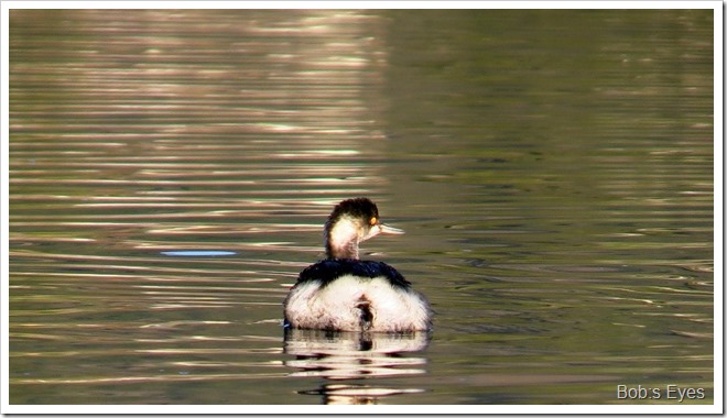 grebe