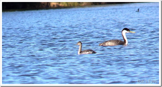 grebes