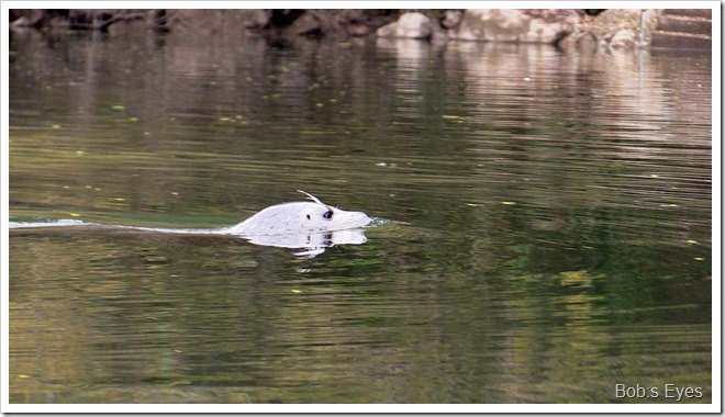 harborseal