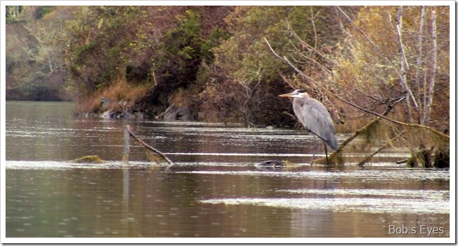 heron