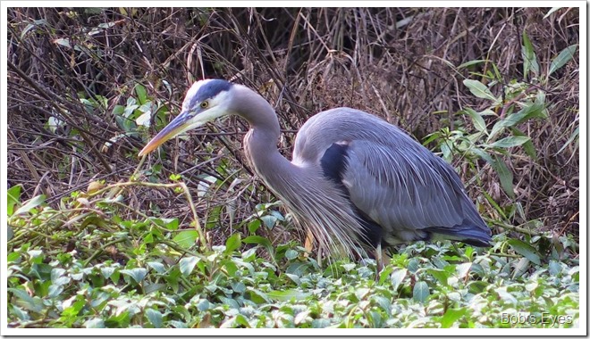 heron