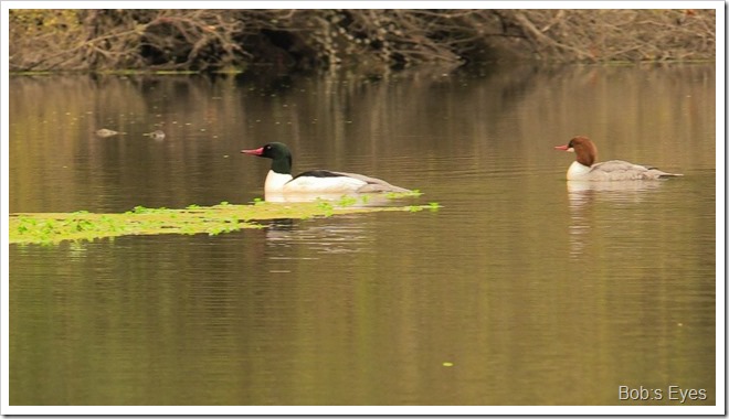 mergansers