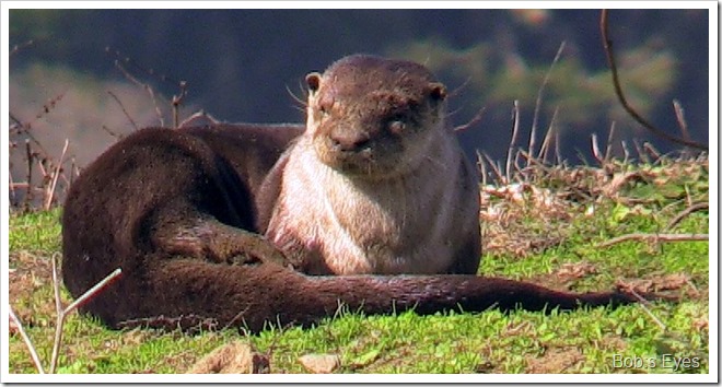 otter6