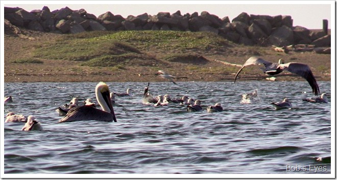 pelicans