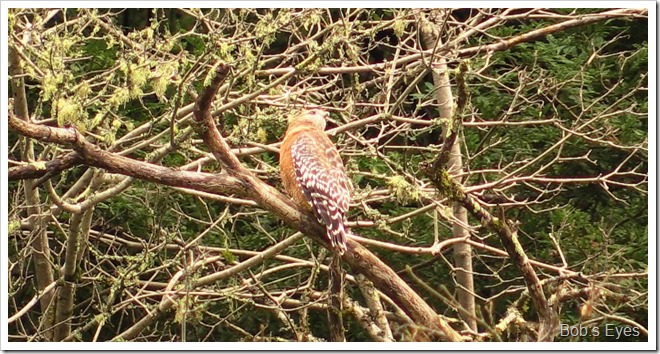 redshoulderhawk