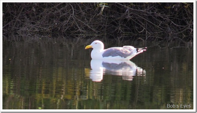 seagull