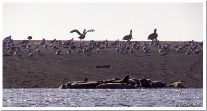 seals