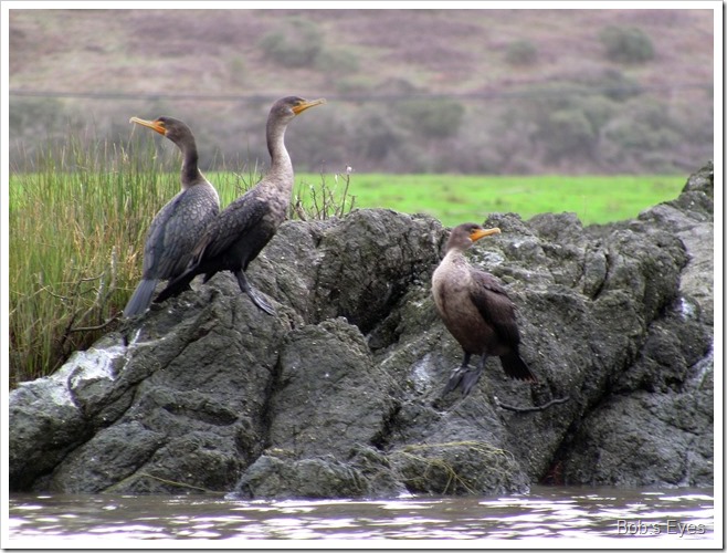 cormorant