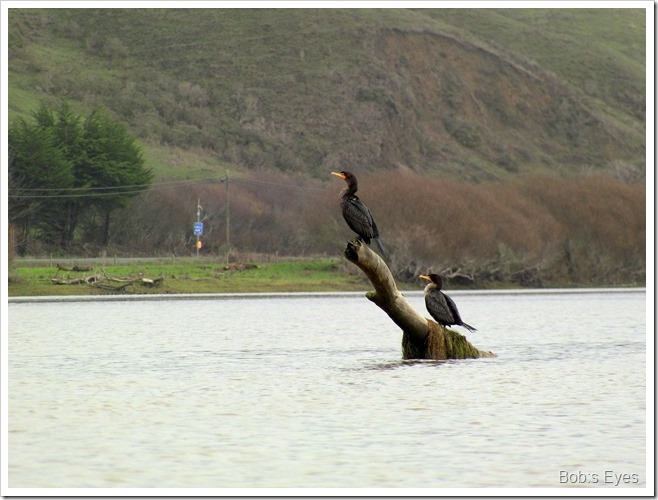 cormorants