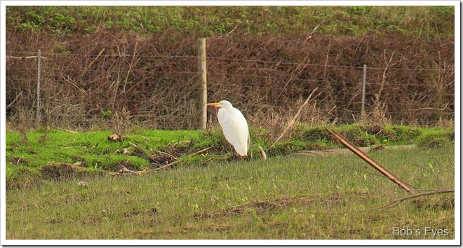 egret