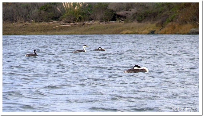 grebe