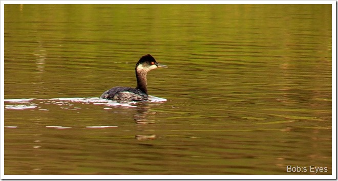 grebe