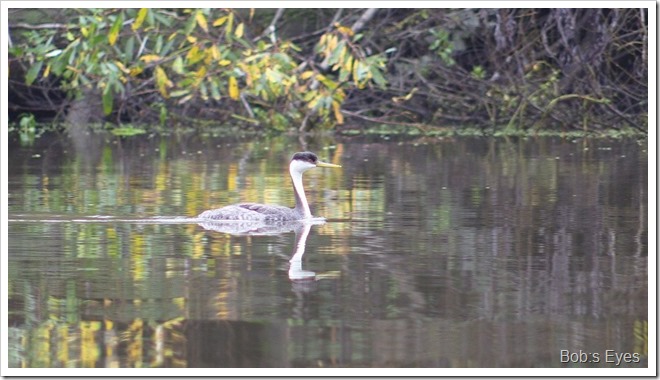 grebe