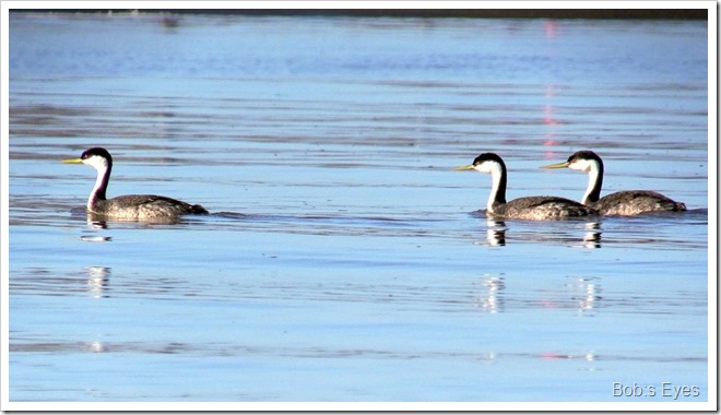 grebe