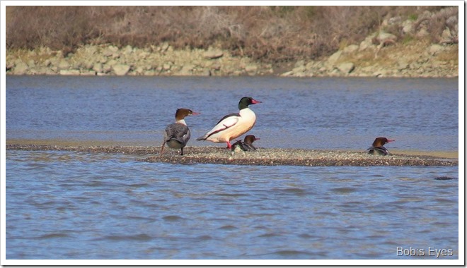 mergansers