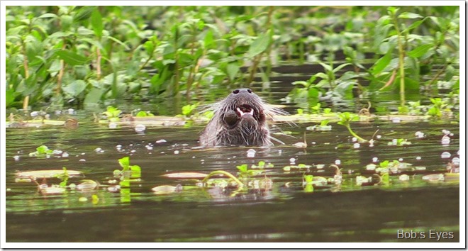 otter