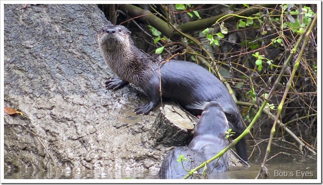 otters