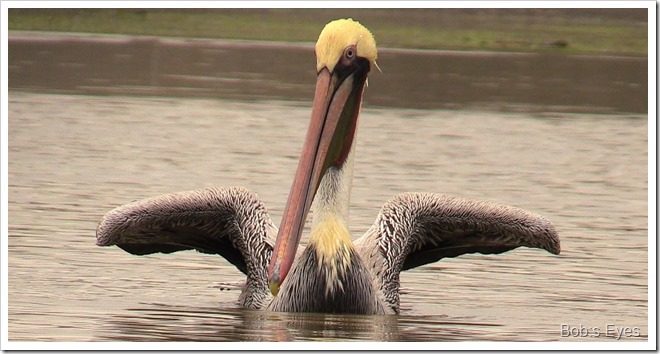 pelican