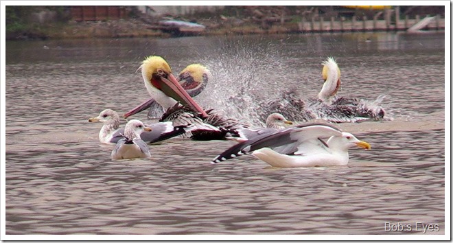 pelicans