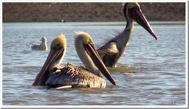 pelicans