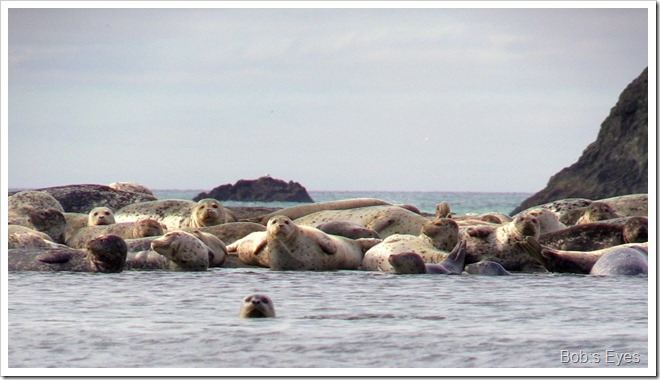 seals2