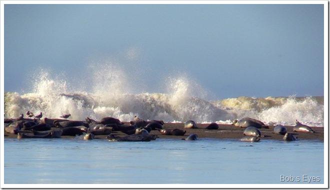 seals3