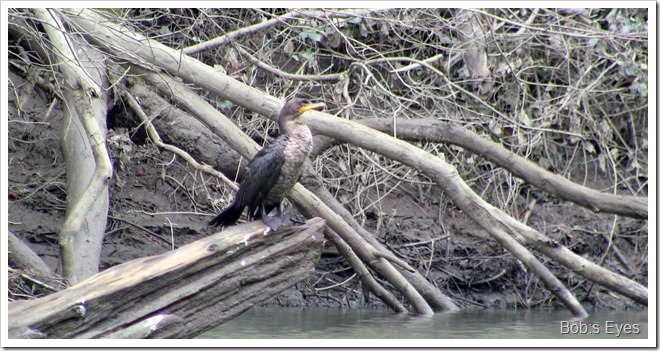 cormorant