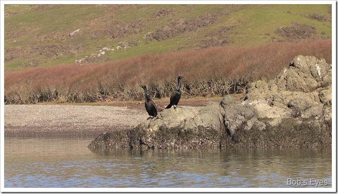 cormorants