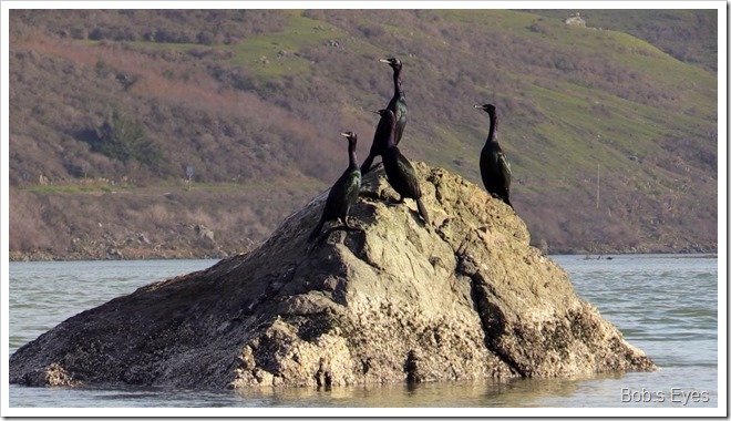 cormorants