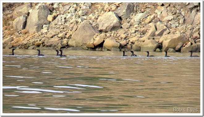 cormorants