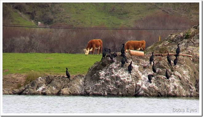 cormorants