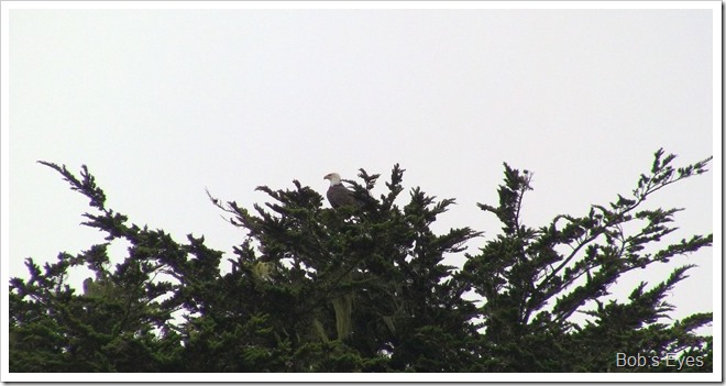 eagletree