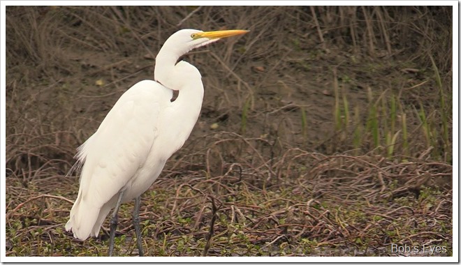 egret4