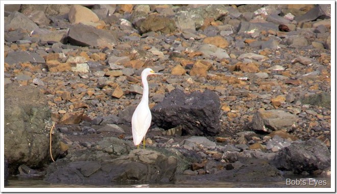 egret