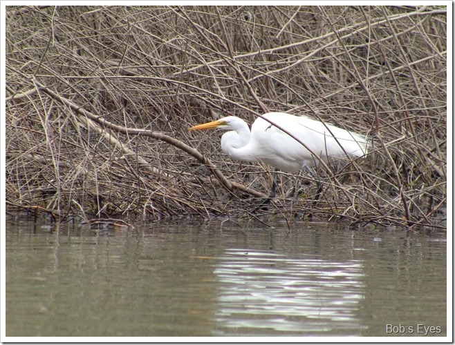 egret